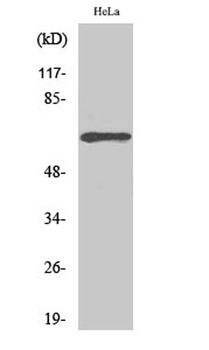 ADCK5 rabbit pAb Antibody