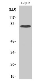 Adducin γ rabbit pAb
