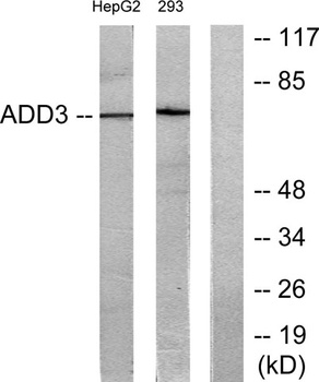 Adducin γ rabbit pAb