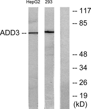 Adducin gamma antibody