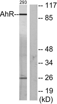 Ah Receptor antibody