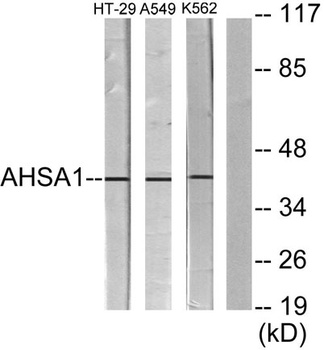 AHA-1 antibody