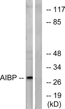 AI-BP antibody