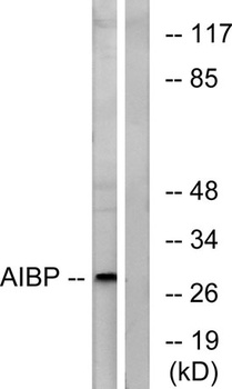 AI-BP rabbit pAb