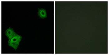 AIFL antibody