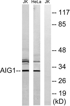 AIG-1 rabbit pAb