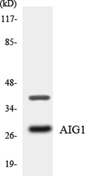 AIG-1 rabbit pAb