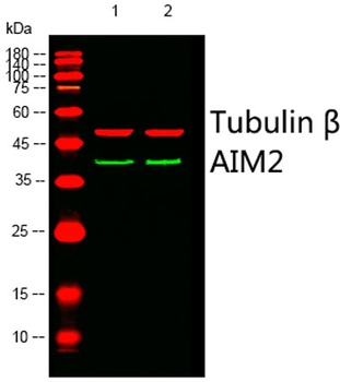 AIM2 rabbit pAb