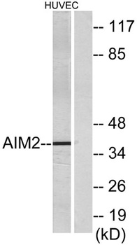 AIM2 rabbit pAb