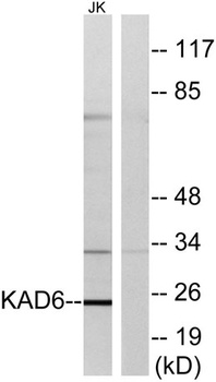 AK6 rabbit pAb
