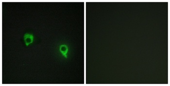 AKAP 149 rabbit pAb