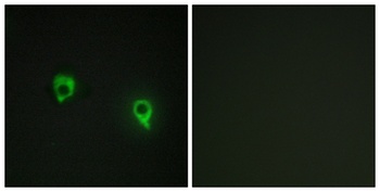 AKAP 149 antibody