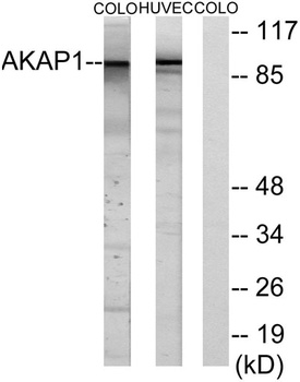 AKAP 149 rabbit pAb