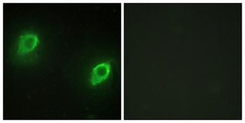 AKAP 79 antibody