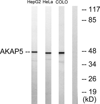 AKAP 79 rabbit pAb