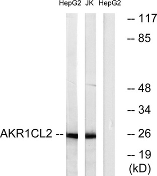 AKR1CL2 rabbit pAb