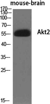 Akt2 rabbit pAb