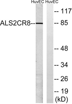 ALS2CR8 antibody