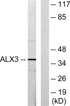 ALX3 rabbit pAb