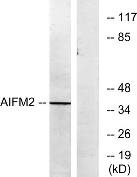 AMID antibody