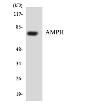 Amphiphysin I antibody