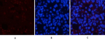 AMPKα1 rabbit pAb