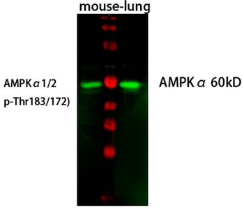 AMPKalpha1 antibody