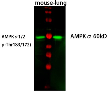 AMPKα1 rabbit pAb