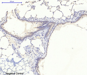AMPKα1 rabbit pAb
