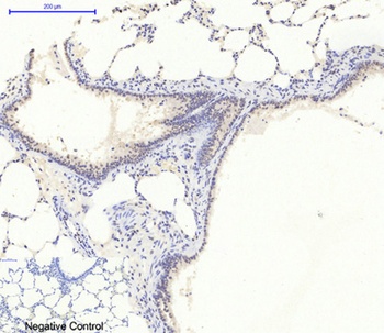 AMPKalpha1 antibody