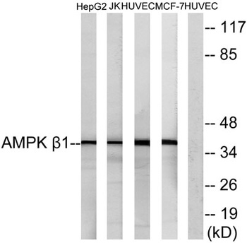 AMPKβ1 rabbit pAb
