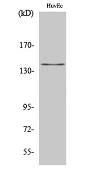 Amyloid-β rabbit pAb