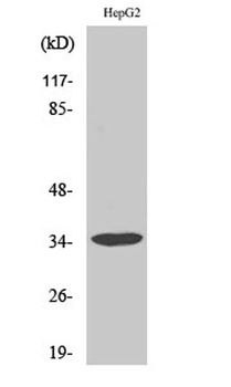 Annexin III rabbit pAb