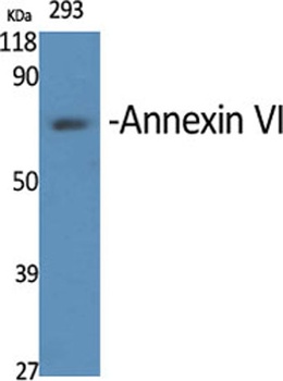 Annexin VI antibody