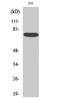 Annexin VI antibody