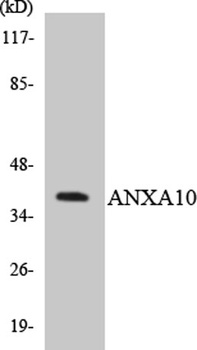 Annexin X rabbit pAb