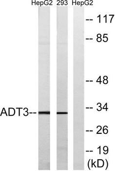 ANT3 antibody