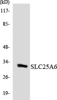 ANT3 antibody