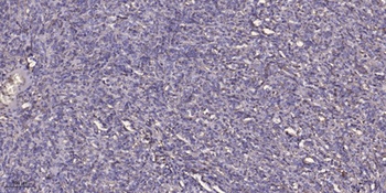 ANT4 antibody