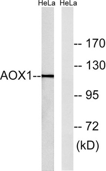AOX1 rabbit pAb