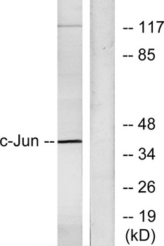 AP-1 antibody