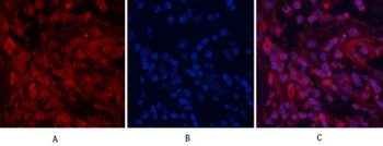 AP-1 rabbit pAb Antibody