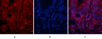 AP-1 rabbit pAb Antibody