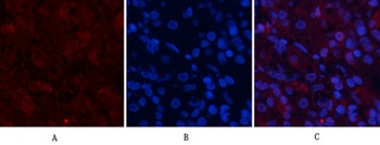 AP-1 rabbit pAb Antibody