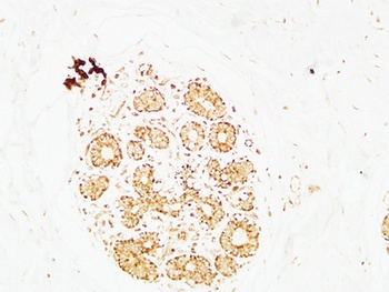 AP-2gamma antibody