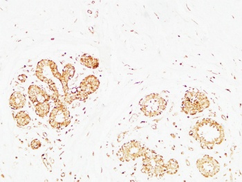 AP-2gamma antibody