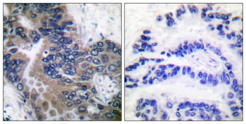 Apaf-1-ALT antibody