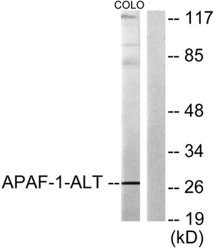 Apaf-1-ALT rabbit pAb