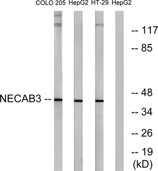 APBA2BP antibody