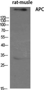 APC antibody